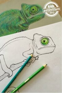 Chameleon Coloring Pages for Kids