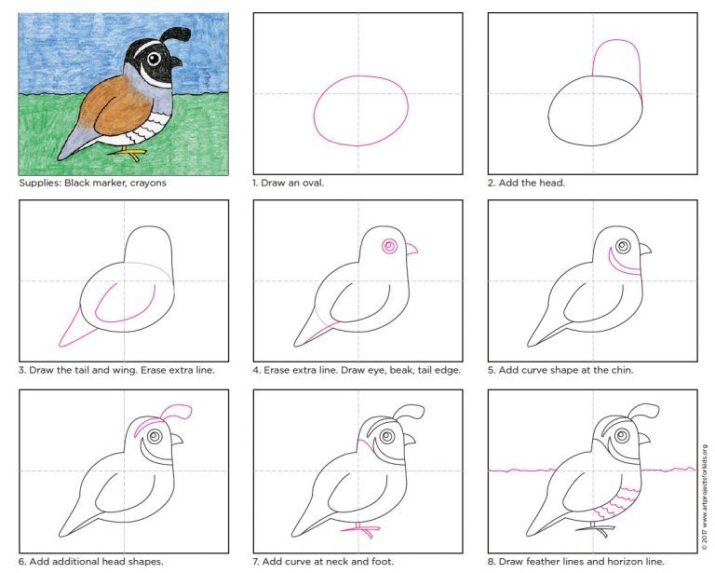 Easy How to Draw a Quail Tutorial and Quail Coloring Page