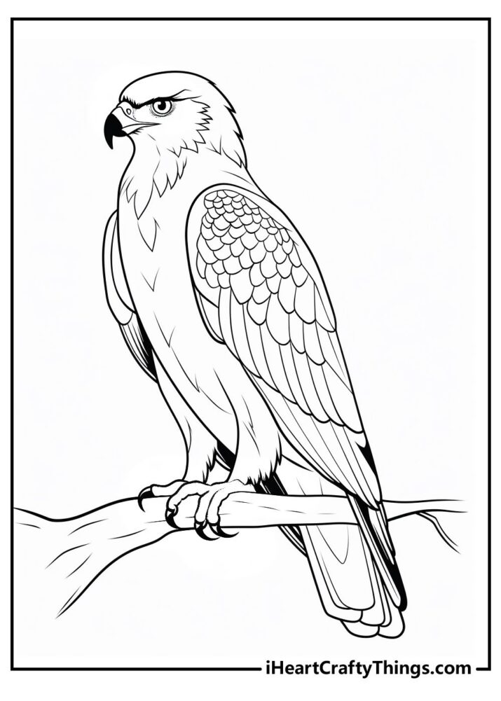 Hawk Coloring Pages