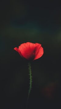 Flower Wallpaper